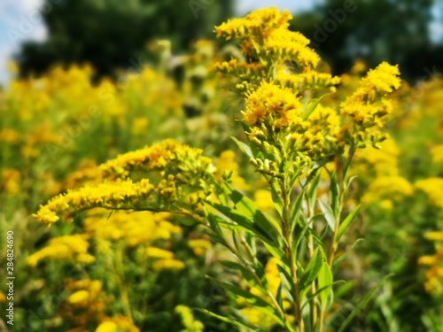 Yellow tansy flowers and Giant Goldenrod 