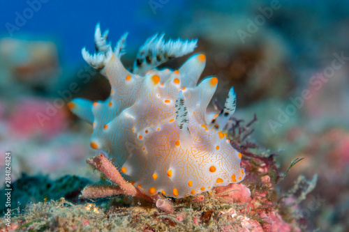 Marine life, Liuqiu island, Taiwan photo