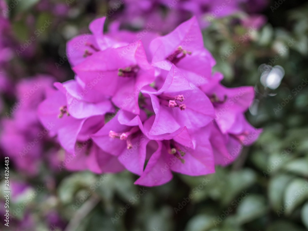 Close up of violet bougainvillea blossoms, bougainvillea flowers in the garden, Beautiful purple flower.