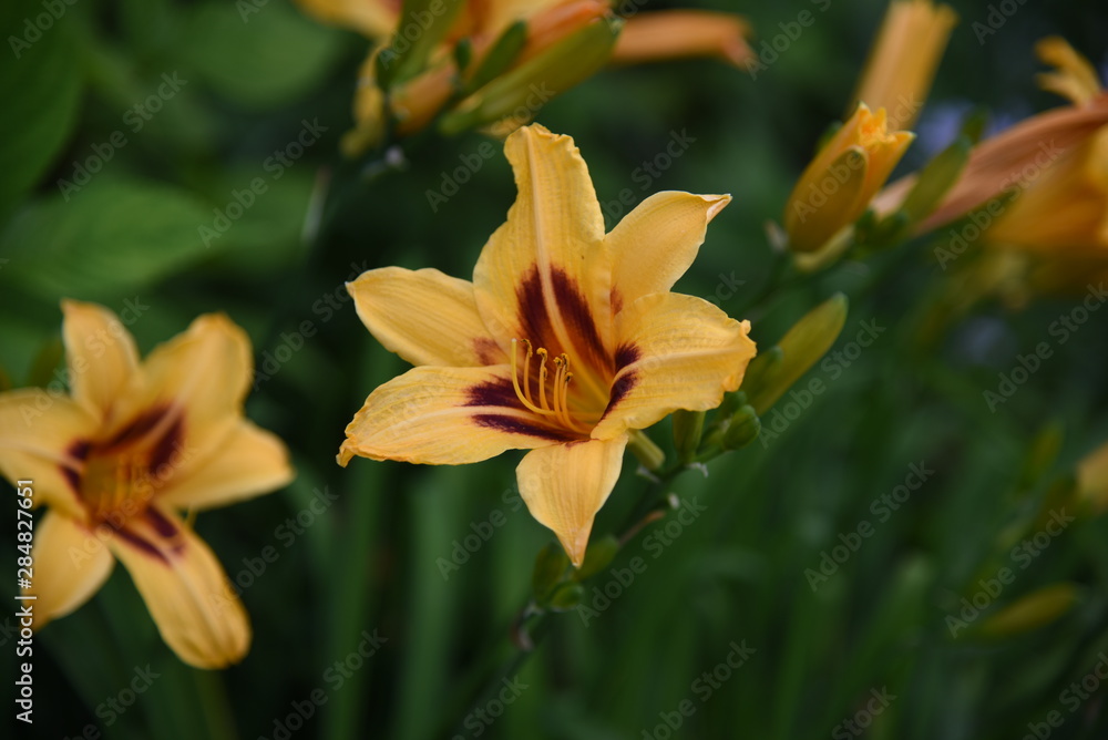 Lily flower close-up