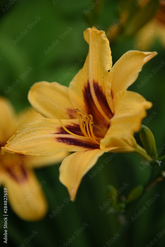 Lily flower close-up