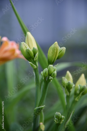 lily buds close-up
