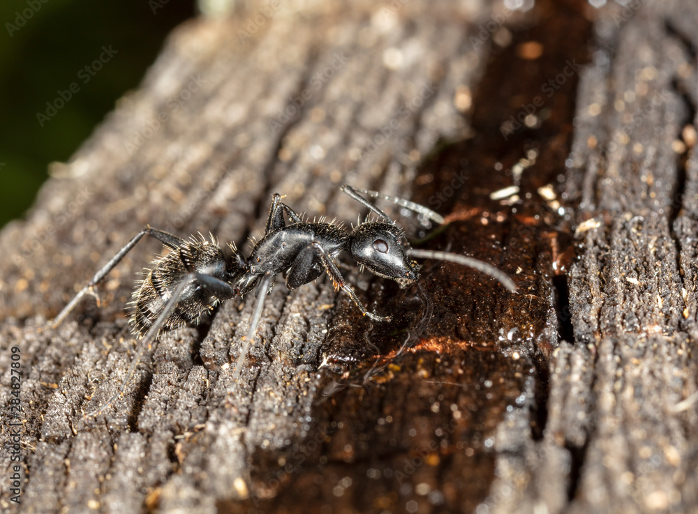 big forest ants in a native habitat big forest ants in a native habitat