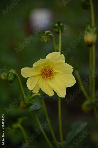 Dahlia flower close-up