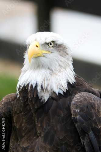portrait of an american bald eagle