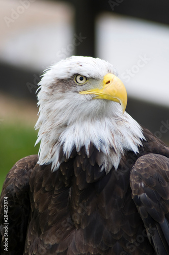 portrait of an american bald eagle