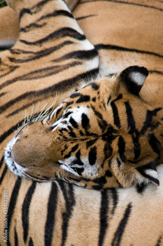 close up of tiger