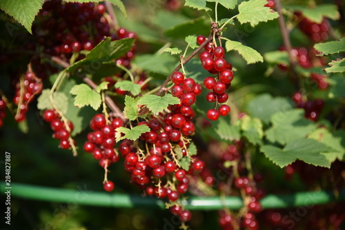 branch of red currant