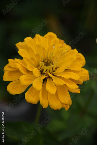 yellow zinnia close-up