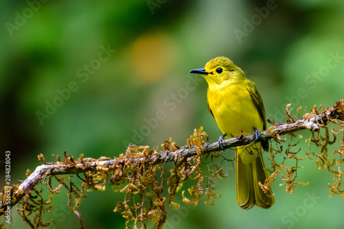 Yellow-browed bulbul of Indian sub-continent
