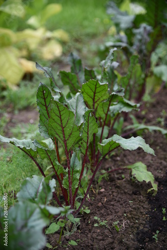 growing beet