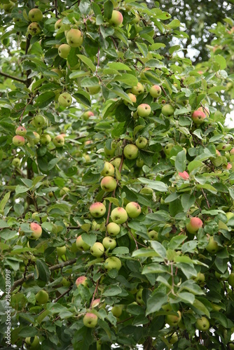 apples on a branch