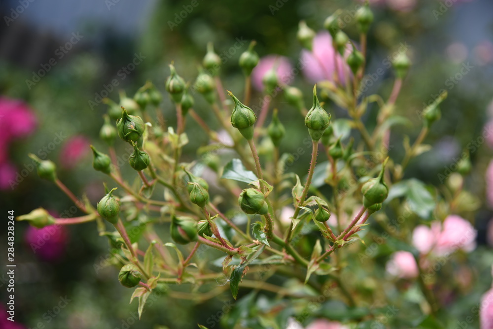 rose buds rose buds