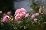 pink roses in the garden