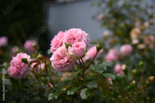 pink roses in the garden