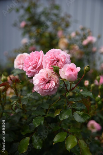 pink roses in the garden