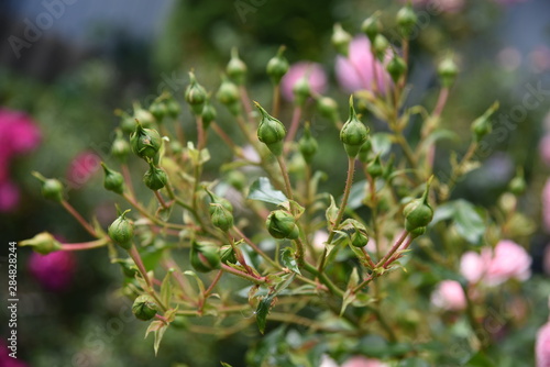 rose buds