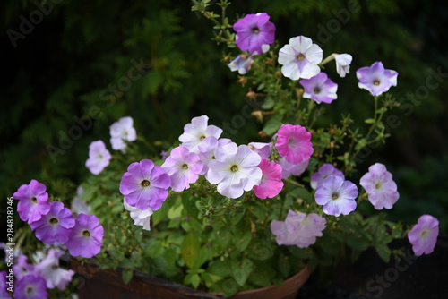 petunia flowers