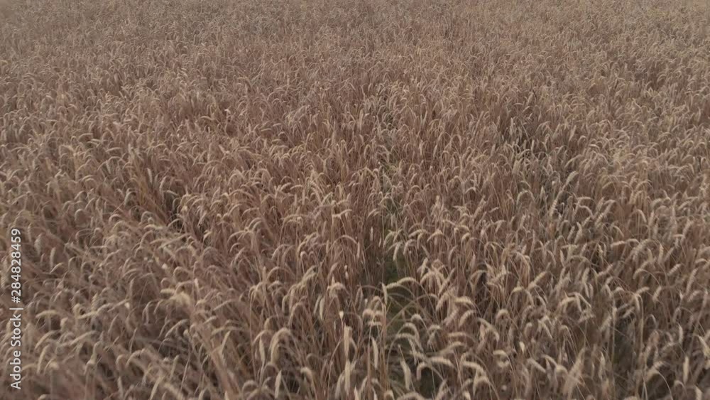 wonderful dense yellow ripe wheat spikes on field in evening wonderful dense yellow ripe wheat spikes on field in evening