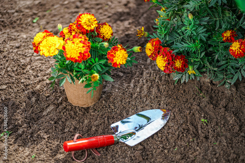 Shovel and pot with marigold flowers for planting in home garden.