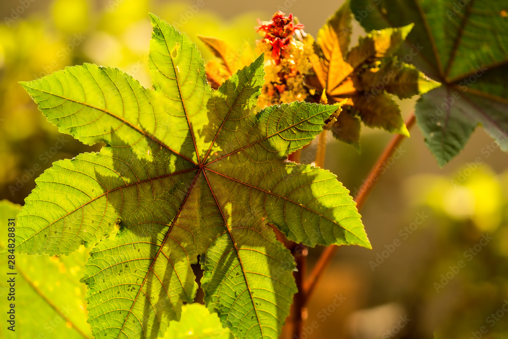 Fototapeta premium castor-oil plant with leaves and flower