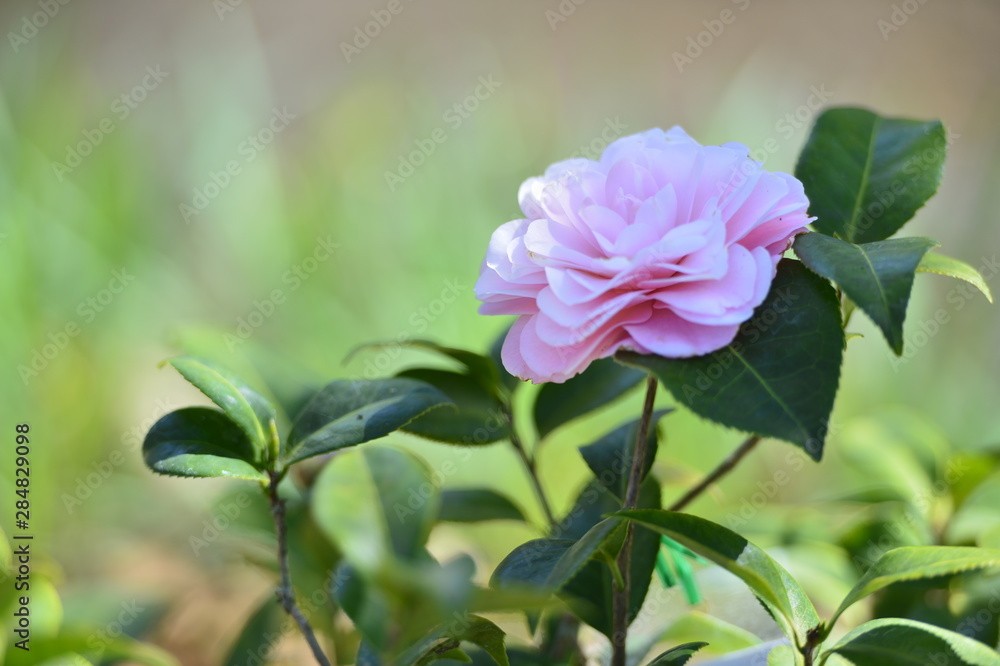 flower flower