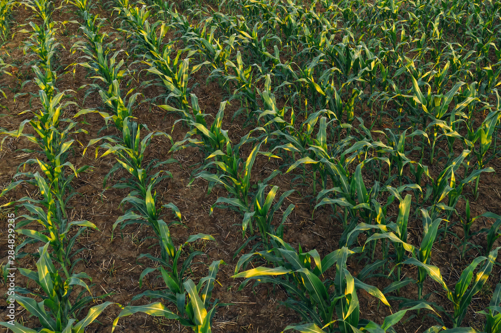 Obraz premium Cultivated sorghum field in sunset