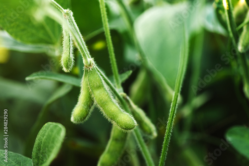 Unripe organic soybean pods photo