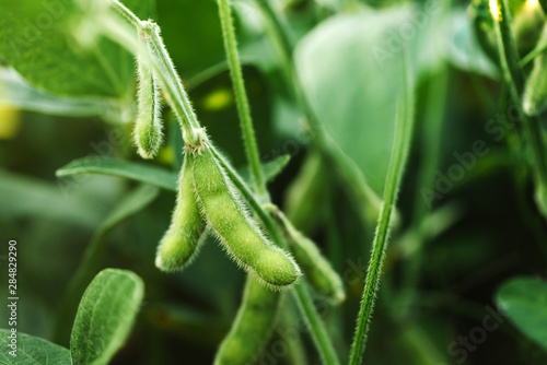 Tableau sur toile Unripe organic soybean pods