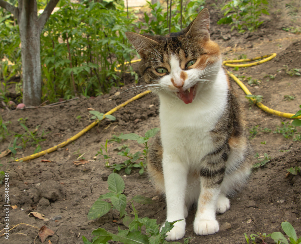 An aggressive cat with an open mouth An aggressive cat with an open mouth