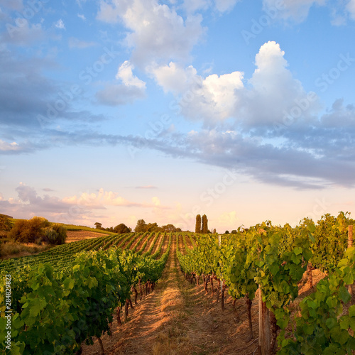 Vigne en Anjou dans les coteaux du Layon photo