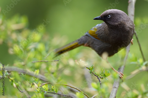 Elliot's laughingthrush bird sit on a tree branch photo