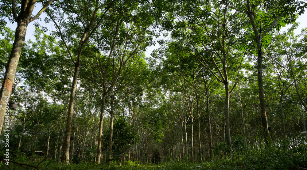 Naklejka premium Rubber tree forest, Rubber Latex extracted from rubber tree, harvest in Thailand.