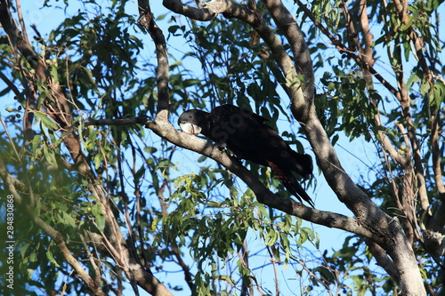 red-tailed black cockatoo (Calyptorhynchus banksii) Queensland ,Australia photo