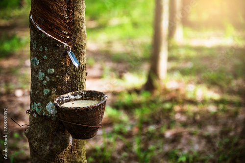 Tapping latex rubber tree, Rubber Latex extracted from rubber tree, harvest in Thailand.