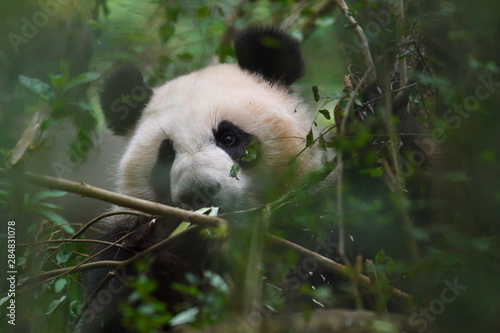 Obraz na plátně Close up of a Giant panda in a tree