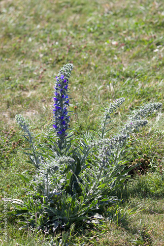 Viper's Bugloss (echium vulgare) growing on the cliff edge near Beachy Head photo