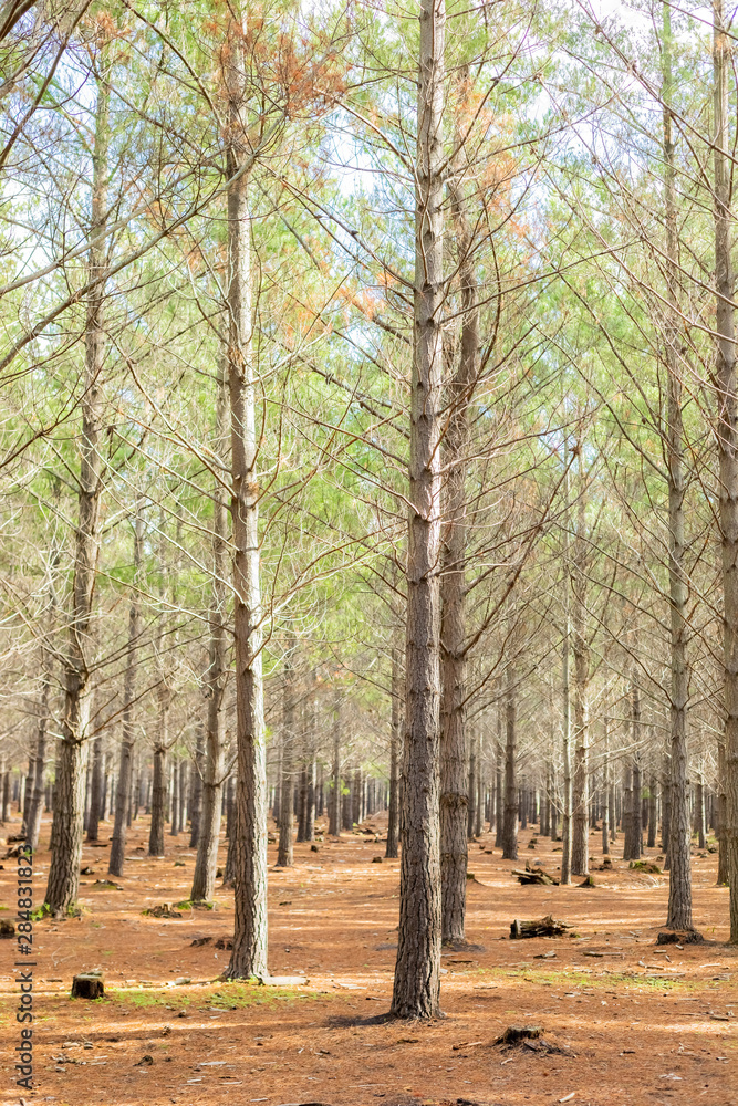 Pine Forest Plantation on a misty morning in Cape Town