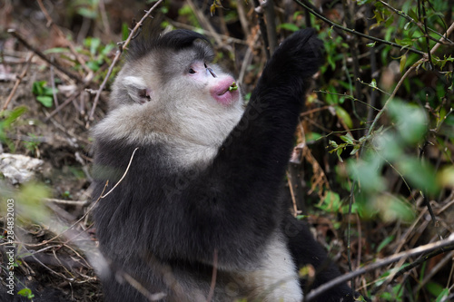 Black and white snub nosed monkey in the forest