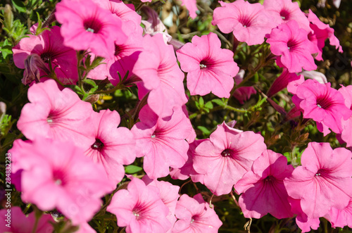Принти на полотні Closeup of pink petunia flowers bloom in the garden