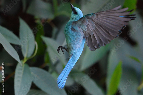 Flycatcher bird with wings spread photo