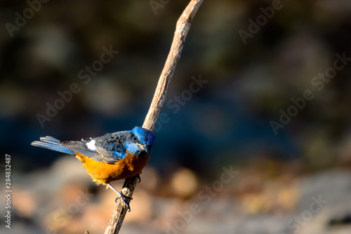 Blue capped rock thrush of Indian sub-continent photo