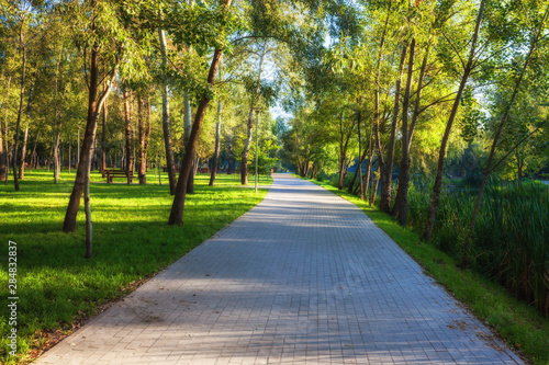 Green city park in sunny summer day