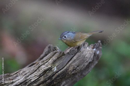 Yunnan fulvetta bird sit on a tree trunk photo