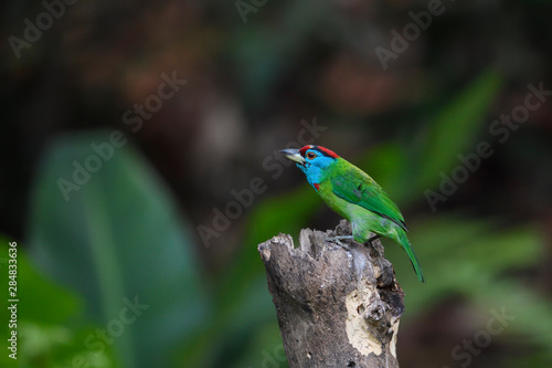 Blue-throated barbet colourful bird in the forest photo