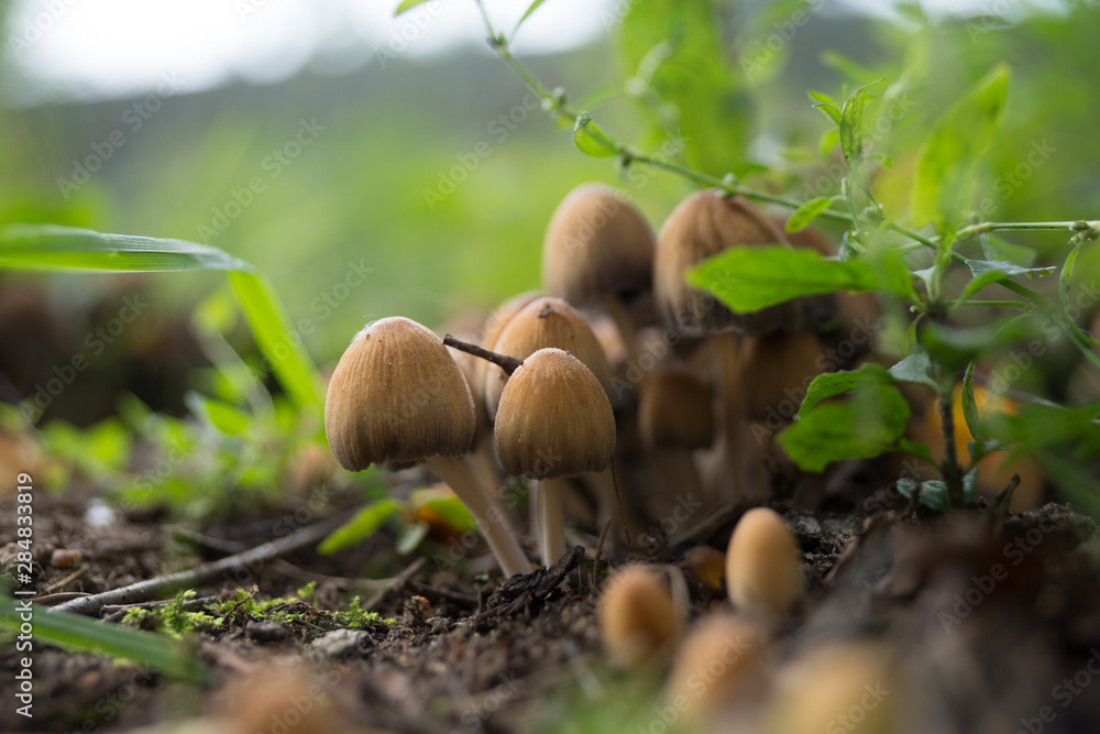 Грибочки(mushroom) Грибочки(mushroom)