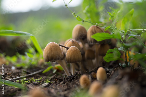 Грибочки(mushroom)