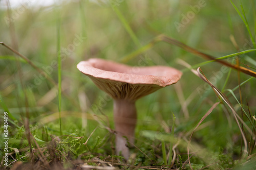 Грибочки(mushroom)