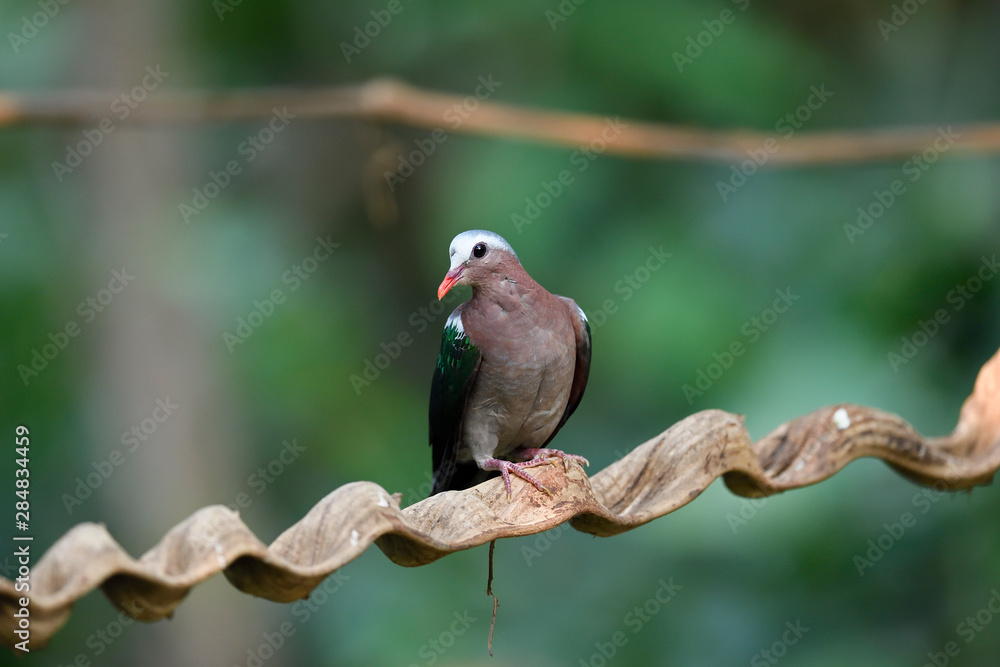 Common emerald dove in the forest Common emerald dove in the forest