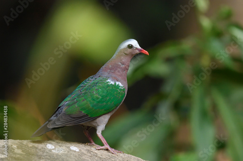 Common emerald dove in the forest photo